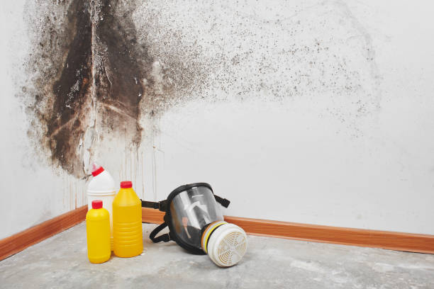 Best Emergency Mold Removal  in East Lansing, MI