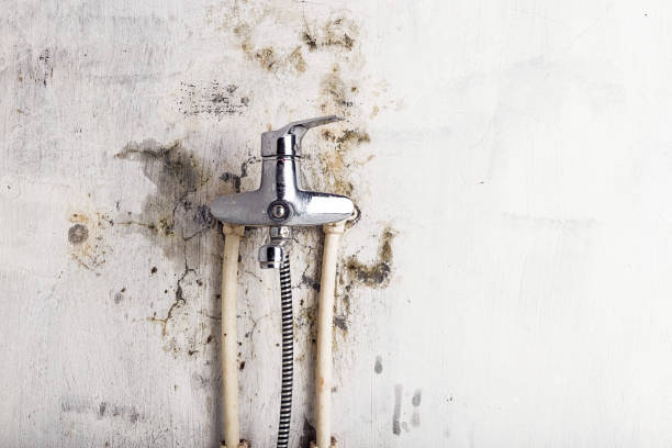 Reliable East Lansing, MI Mold Removal Solutions