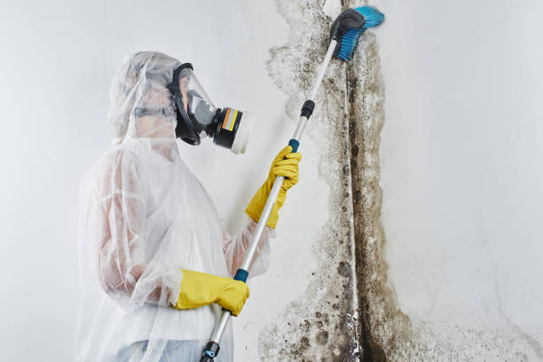 Best Black Mold Removal  in East Lansing, MI