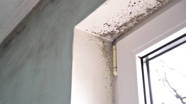 Best Certified Mold Removal  in East Lansing, MI