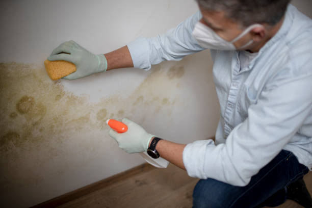 Best Mold Damage Repair  in East Lansing, MI