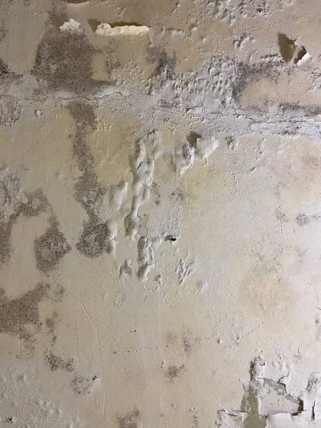 Professional Mold Removal in East Lansing, MI