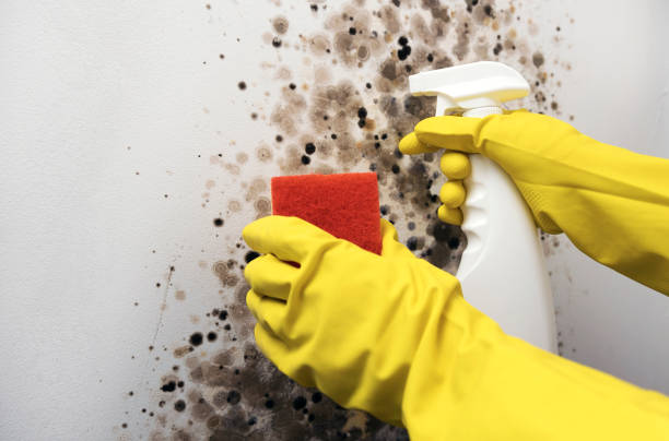 Best Mold Remediation  in East Lansing, MI