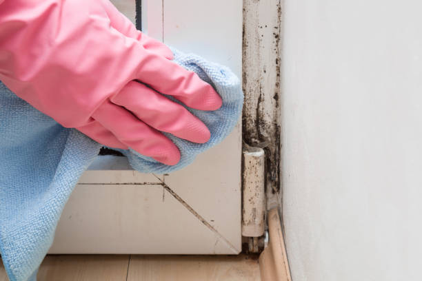 Best Attic Mold Removal  in East Lansing, MI