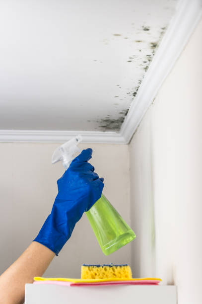 Best Best Mold Removal Companies  in East Lansing, MI