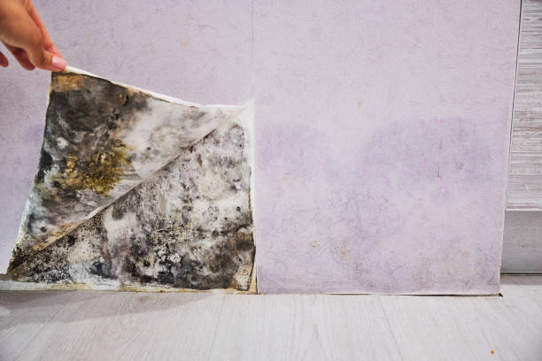 Best Mold Cleaning Services  in East Lansing, MI